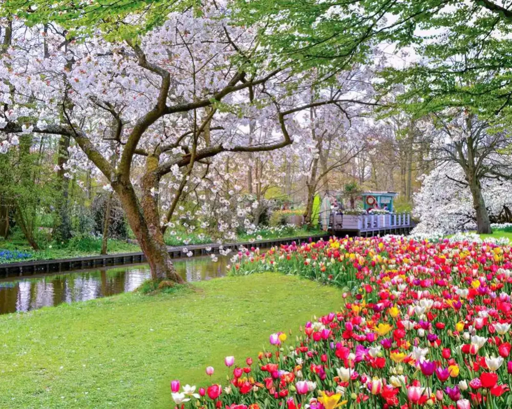 christours-tourguide-netherlands-windmill-tulip-chocolate-69d7e7f0-d209-4cae-bc92-6a2330a8e6a4